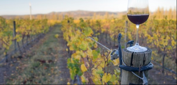 Escapadas con campo y vino: bodegas y viñedos en la provincia de Buenos Aires