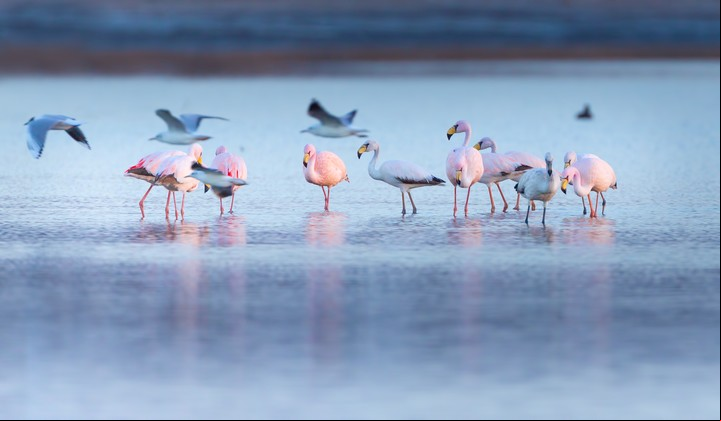 Las parinas chicas son una de las tres especies de flamencos que habitan la zona. Foto Pablo Rodriguez Merkel.