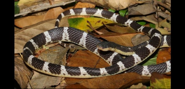 Descubren una nueva serpiente venenosa letal y la bautizan como a una diosa china