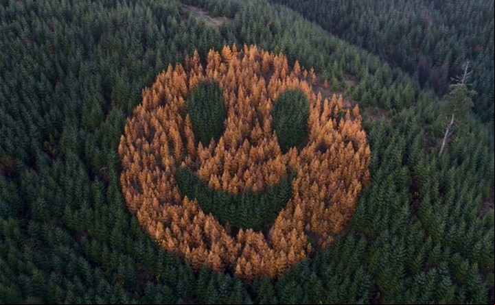 El bosque se ha convertido en un punto de interés para el condado rural de Polk en Oregón con sus más de 90 metros de diámetro (Street art utopia).