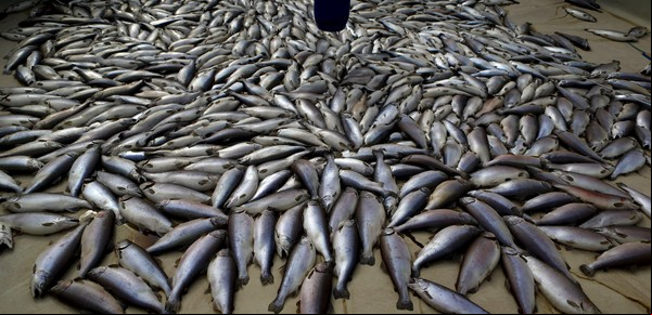 Más de cuatro mil toneladas de salmones muertos en el sur de Chile por algas nocivas