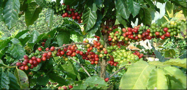Planta de café en casa: guía completa para cultivarla en interior o exterior