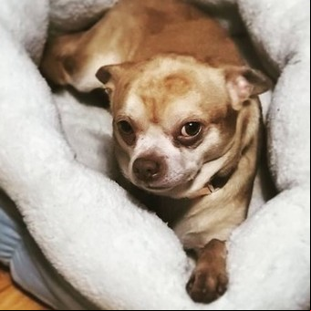 Estados Unidos: encarcelaron a un joven por torturar a un perro cachorro y publicar el video en las redes sociales