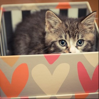 El emotivo aviso de una mujer que regala un "chalet" de cartón para gato