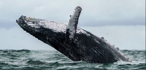 Se lo tragó una ballena jorobada, pero vive para contarlo