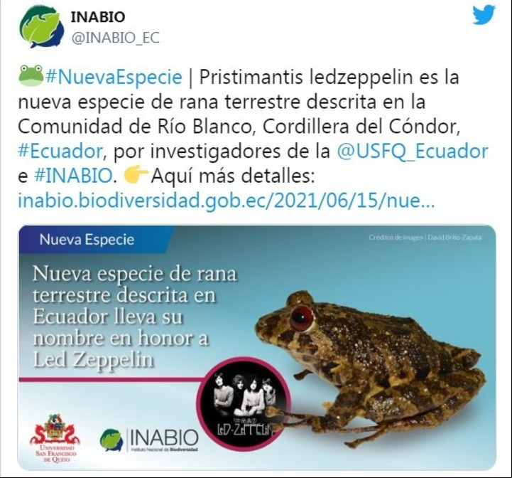 Se recolectaron tres ejemplares de esta rana entre 2016 y 2019 y ahora fueron presentados.