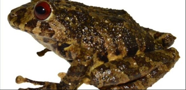 Descubrieron una nueva especie de rana y la llaman Led Zeppelin