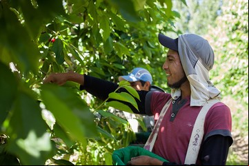Los trabajadores rurales cobrarán el seguro de desempleo por transferencia bancaria