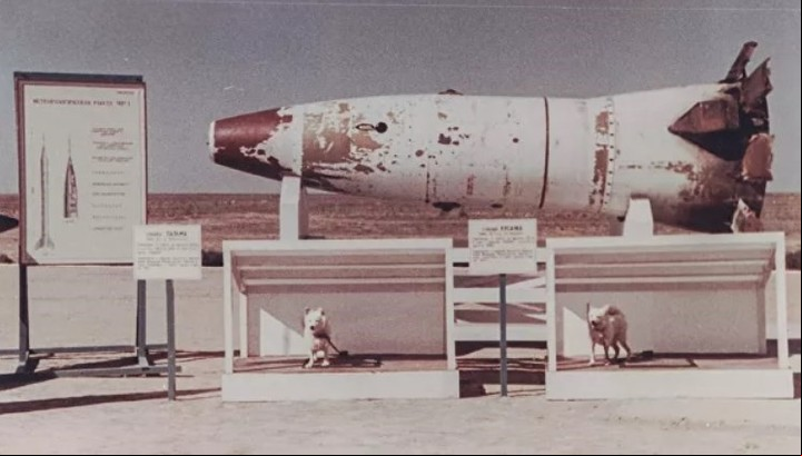 La cabeza del misil R-2, con los perros Pelirroja y Damisela (Ryzhaya y Damka, en ruso), tras el exitoso aterrizaje (Ministerio de Defensa de Rusia).