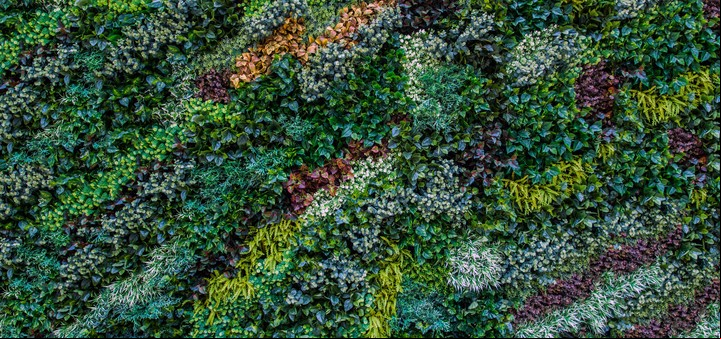 Al armar un jardín vertical, es importante seleccionar plantas que sean compatibles entre sí y requieran condiciones y cuidados semejantes. Foto: ilustración Shutterstock.