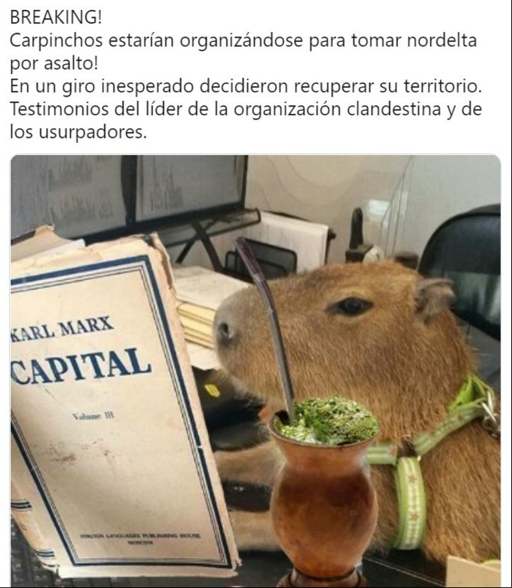 Los memes de los carpinchos virales en las redes sociales.