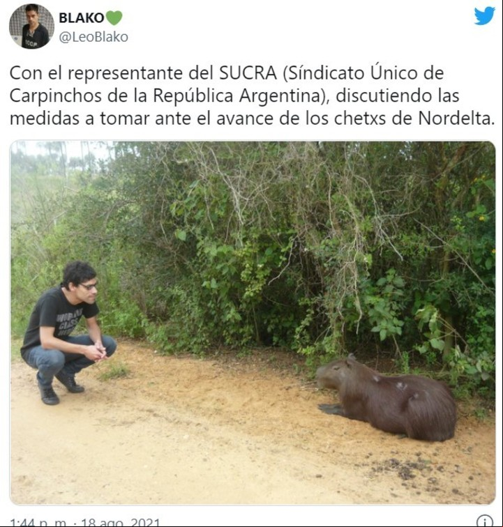 Los memes de los carpinchos virales en las redes sociales.