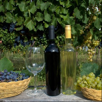 Entre cerros y viñedos, cómo es la Ruta del Vino de Tucumán