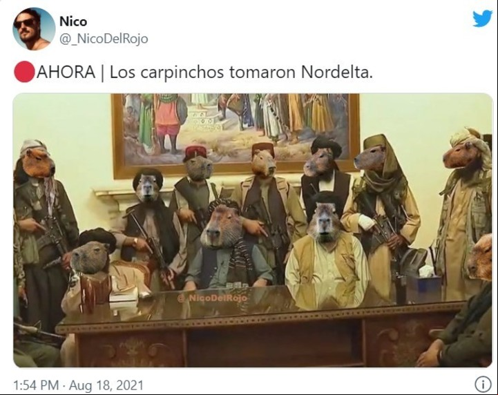 Los memes de los carpinchos virales en las redes sociales.