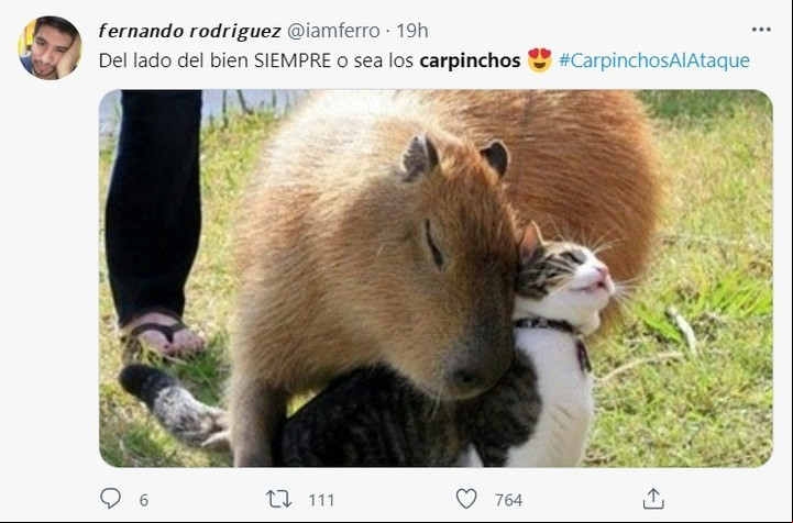 Los memes de los carpinchos virales en las redes sociales.