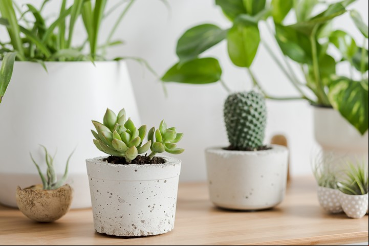 Sumar plantas a tu hogar generará una atomósfera de calidez. Foto: Shutterstock.