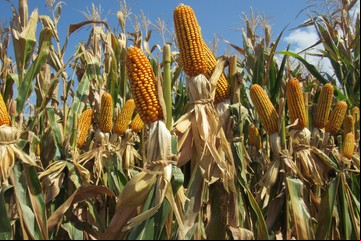 El cultivo estrella pierde la corona: prevén una caída de 2 millones de hectáreas de maíz por la chicharrita y la sequía