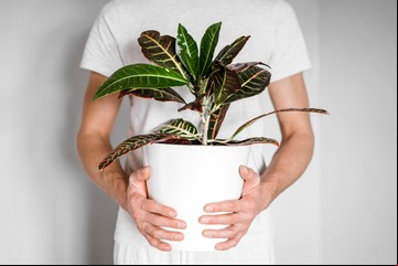 Estas son las plantas tóxicas que podrías tener en casa sin saberlo