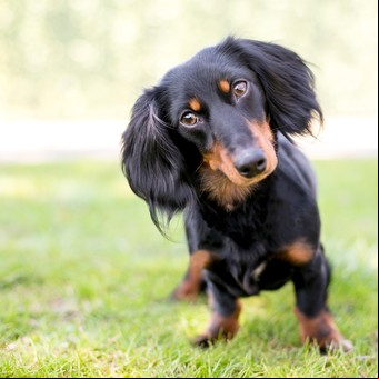 Cómo saber si mi perro esta estresado y qué hacer para tratarlo