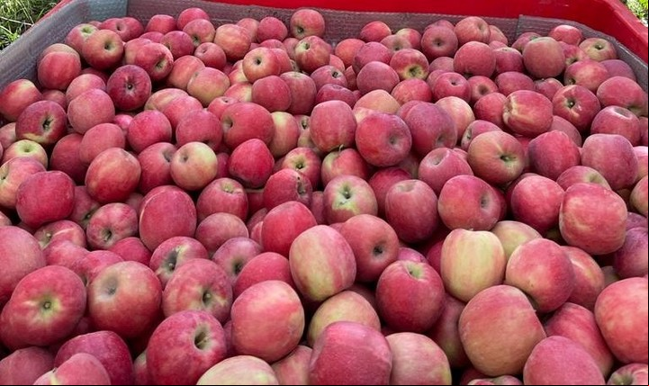 Manzanas: El cronista quiere cuatro, pero le alcanza para dos. Le regalan las otras dos.