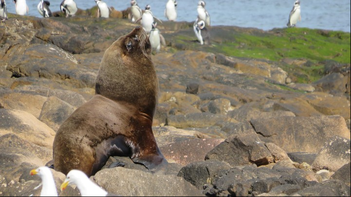 Lobo Marino de un pelo en el Islote Lobos. Foto Francisco González Táboas.