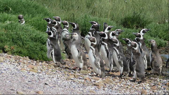 Colonia de pingüinos de Magallanes. Foto Francisco González Táboas.