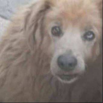 Desalmados: le clavaron un tornillo en el pecho al perro del barrio y lo tiraron a la basura