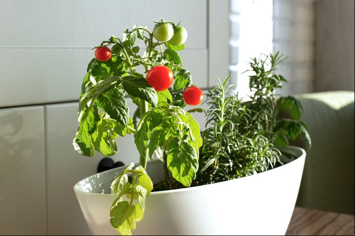 Es muy importante hacer preventivos de hongos. Foto ilustración Shutterstock.