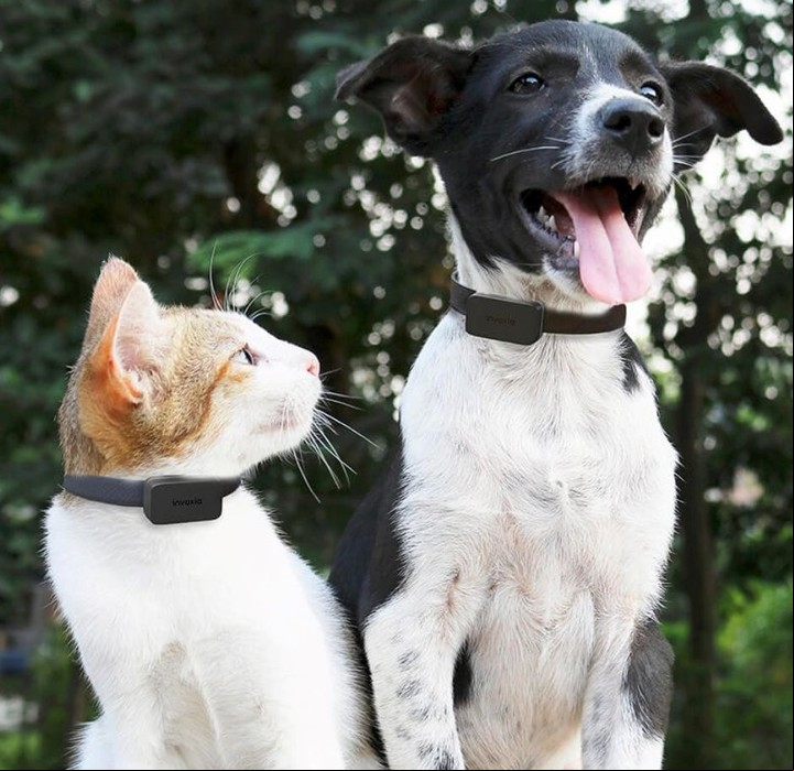 Invoxia, el collar inteligente para perros y gatos.
