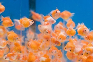 Qué significa soñar con peces y pescados