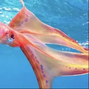 Apareció un pulpo manta, uno de los grandes enigmas marinos con hembras de 2 metros y machos de 2 centímetros