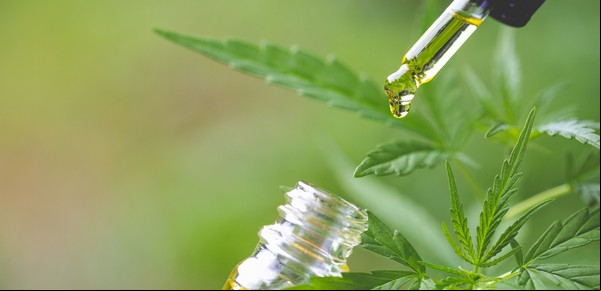 Cannabis medicinal: avanzan dos estudios en el país para tratar la migraña crónica y el autismo