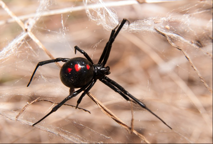 La viuda negra ataca por defensa, y su veneno puede ser letal. Foto Shutterstock.