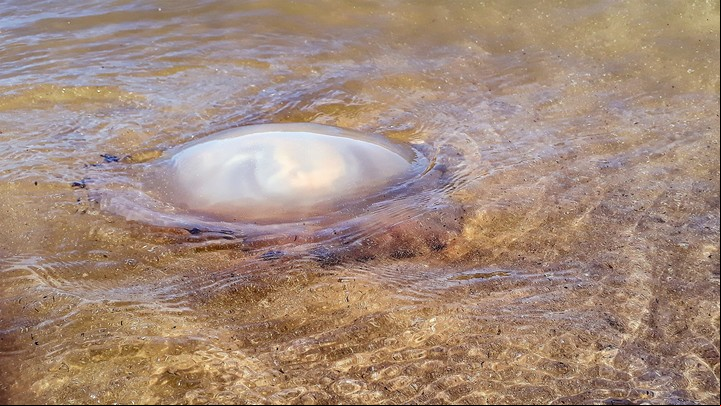 Si pica un agua viva, lo mejor es esperar a que pase el dolor. Foto Shutterstock,