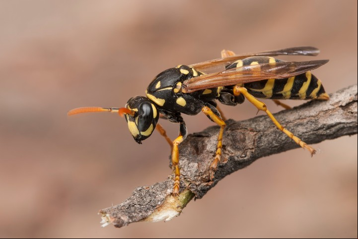 La picadura de la avispa puede desencadenar una reacción alérgica que puede ser grave. Foto Shutterstock.
