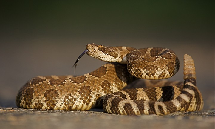 En caso de picadura de la serpiente cascabel, debe consultarse al médico lo antes posible. Foto Shutterstock.