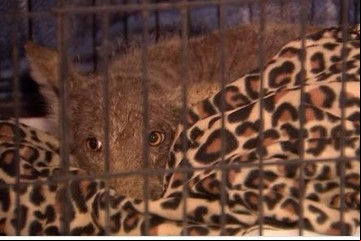Atrapó un raro animal tras seguir sus huellas y los expertos no determinaron aún de qué especie se trata