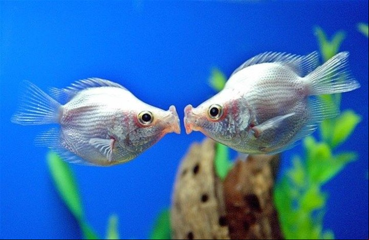 Los peces en los sueños: ¿bueno o malo?