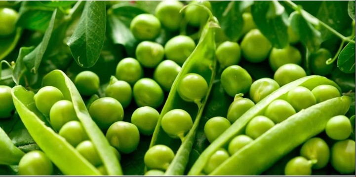 Las arvejas son una importante fuente de proteínas, fibra, vitaminas y minerales.
