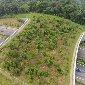 Para que eviten una autopista construyeron un puente para ardillas