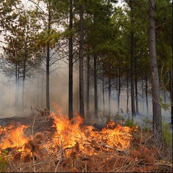 Setenta causas judiciales investigan los incendios en Corrientes, y hay sospechas sobre la mitad de los focos