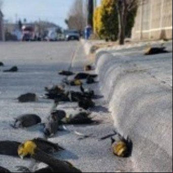 Resuelven el misterio de los tordos amarillos muertos en pleno vuelo