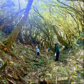 El "otro" bosque de arrayanes, en las sierras de Catamarca