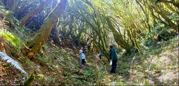 El "otro" bosque de arrayanes, en las sierras de Catamarca