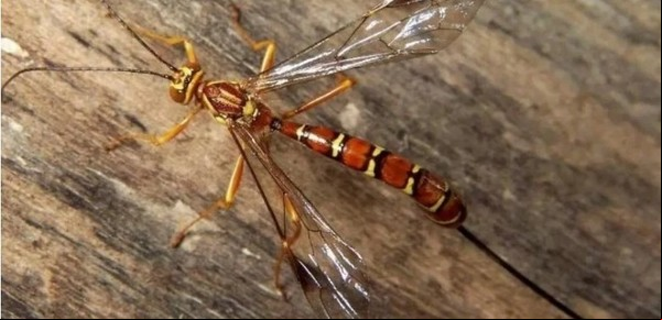 Una avispa mortal: tiene un aguijón que inyecta huevos y veneno al picar