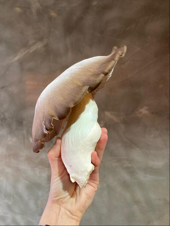 Un hongo de la huerta de Anchoíta.