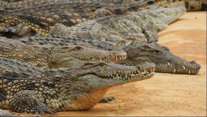 A nivel onírico, en general es tos reptiles tienen un significado negativo.