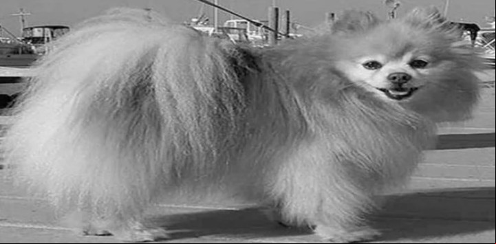 Lady, la pomerania de Margaret Hays vivió hasta 1919 después de que ambas escaparon del barco que se hundía.
