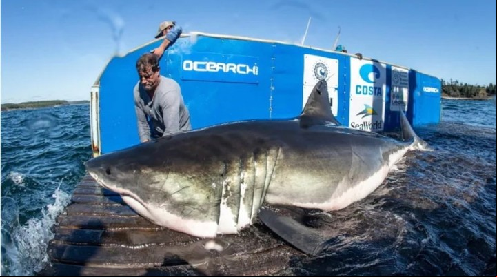 La etiqueta que lleva transmite la ubicación del tiburón a un dispositivo de posicionamiento global (GPS) por satélite (Ocearch).