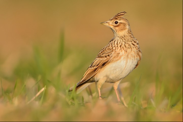 Soñar con caca de pájaro que nos cae en la cabeza anuncia cambios importantes. Foto: Shutterstock